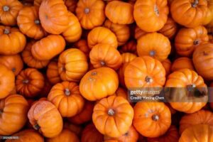 Fall pumpkins