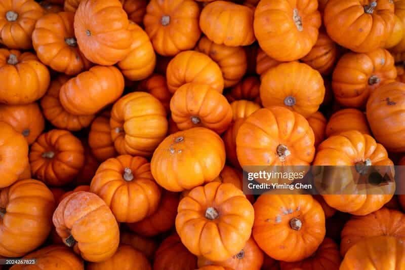 Fall pumpkins