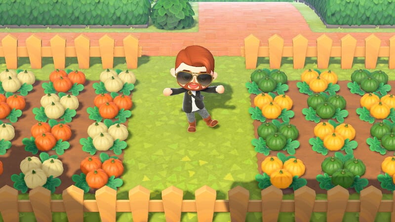 animal crossing new horizons pumpkin patch